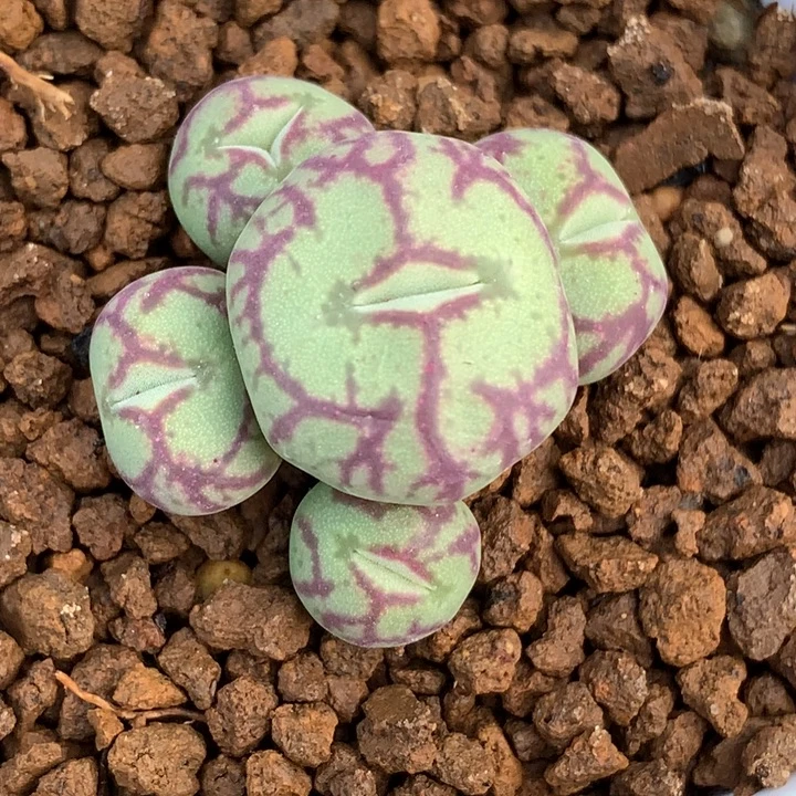 精品多肉植物精品八重墨