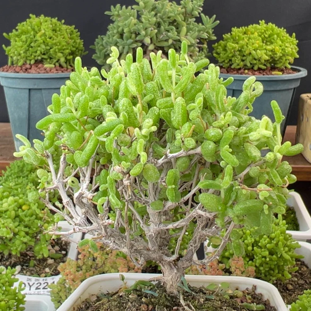 【闪购商品】dy2280糖球白糊斑锦冠幅9.5cm