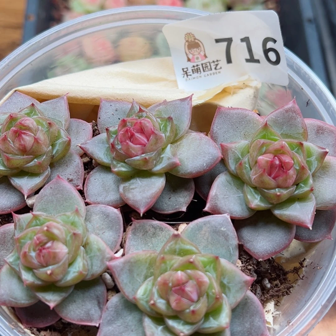 多肉植物多肉植物