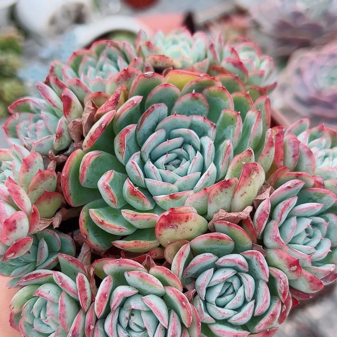 草莓熊多头造型手捧