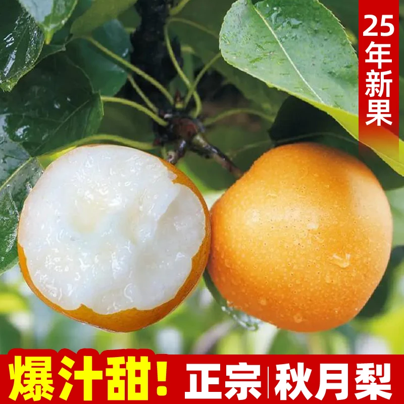 山东秋月梨正宗脆甜多汁新鲜现摘应季水果梨自然树熟梨子包邮