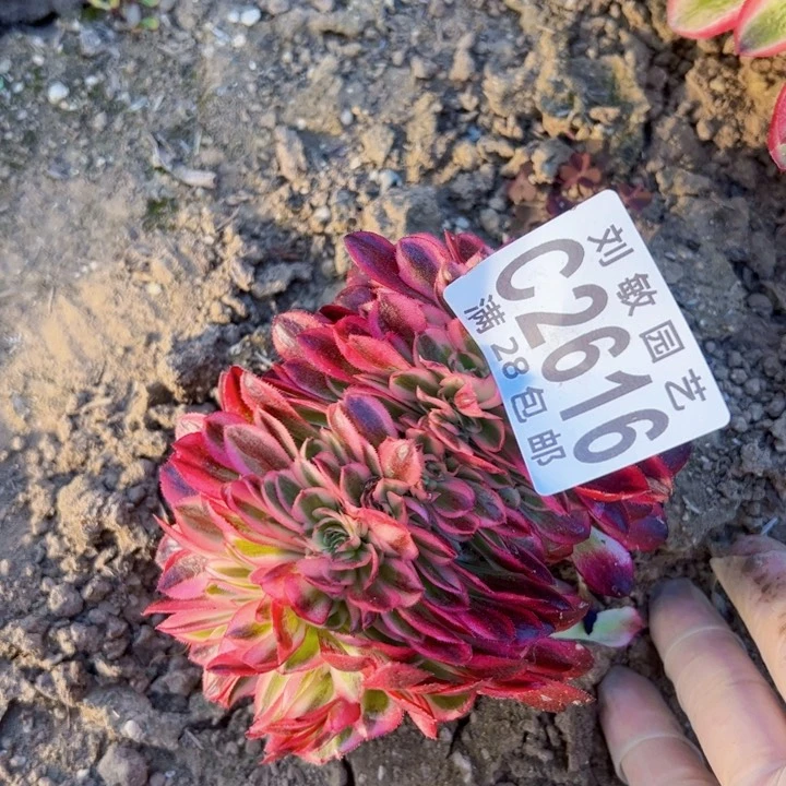 红倾城缀多肉植物法师2616