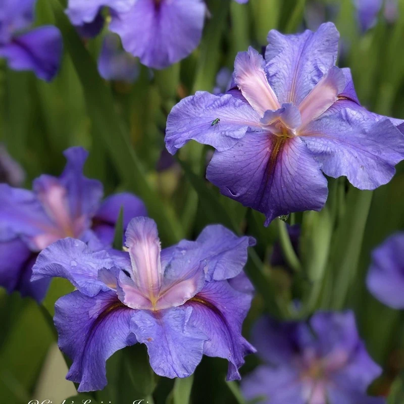 盆栽路易斯安娜鸢尾美国进口苗花园庭院花坛户外绿植植物常绿水生