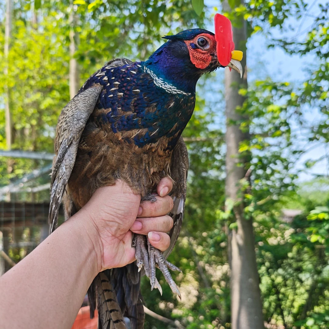 散养山鸡顺丰冷链 现宰现杀 农家煲汤美味