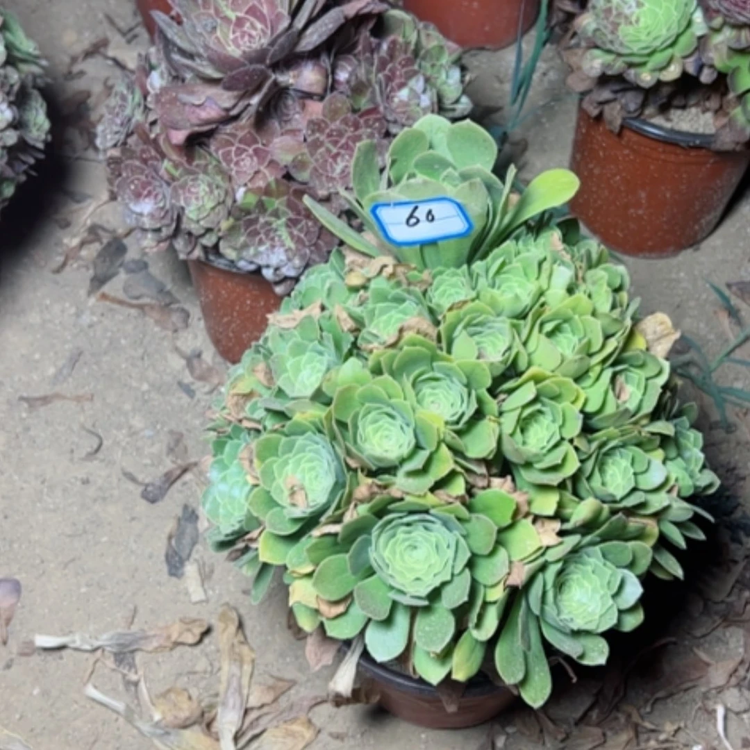 【闪购商品】多肉植物绿杨荣60