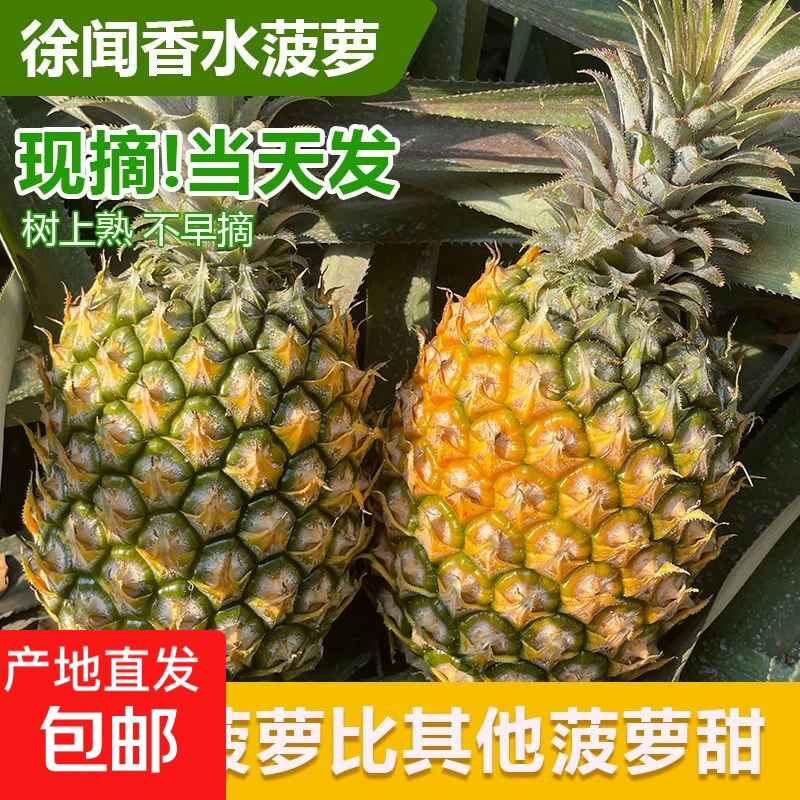 广东徐闻香水菠萝新鲜香甜水果非海南金钻凤梨整箱批发价
