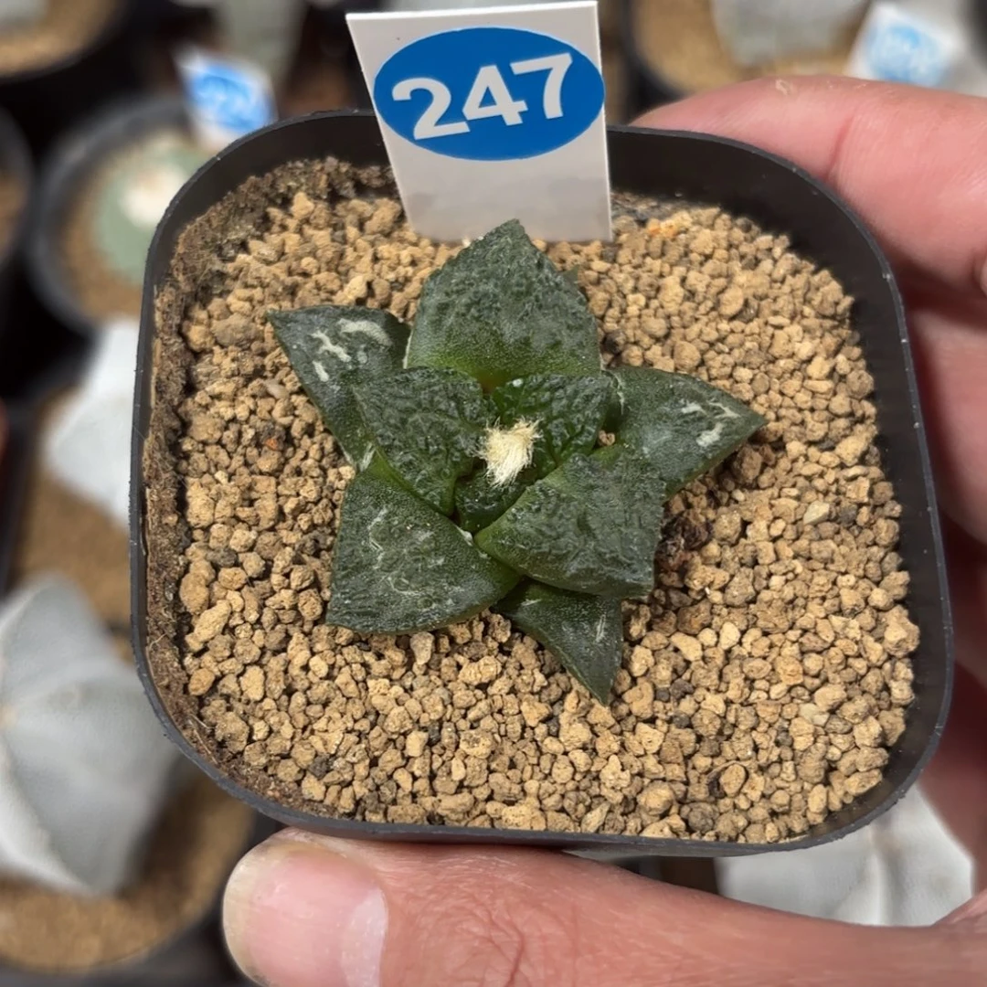 247实生龟甲牡丹带盆带土发货