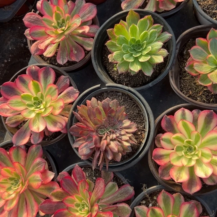 多肉植物499不售后