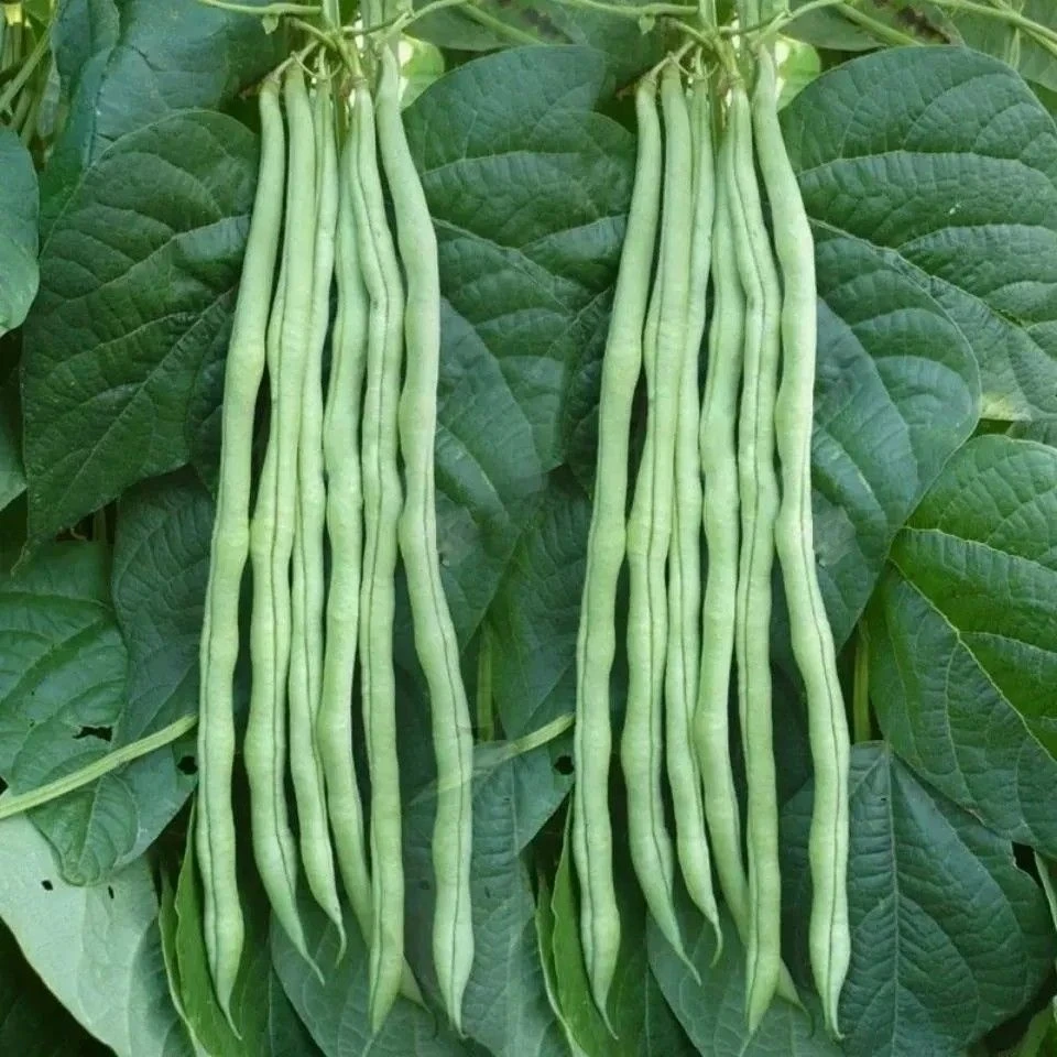 贵州新鲜豆角无筋豆角新鲜蔬菜农家露天种植蛇豆角架豆王炒菜