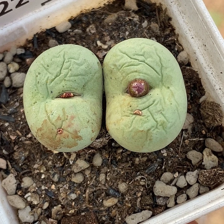 1239-128-小红嘴。