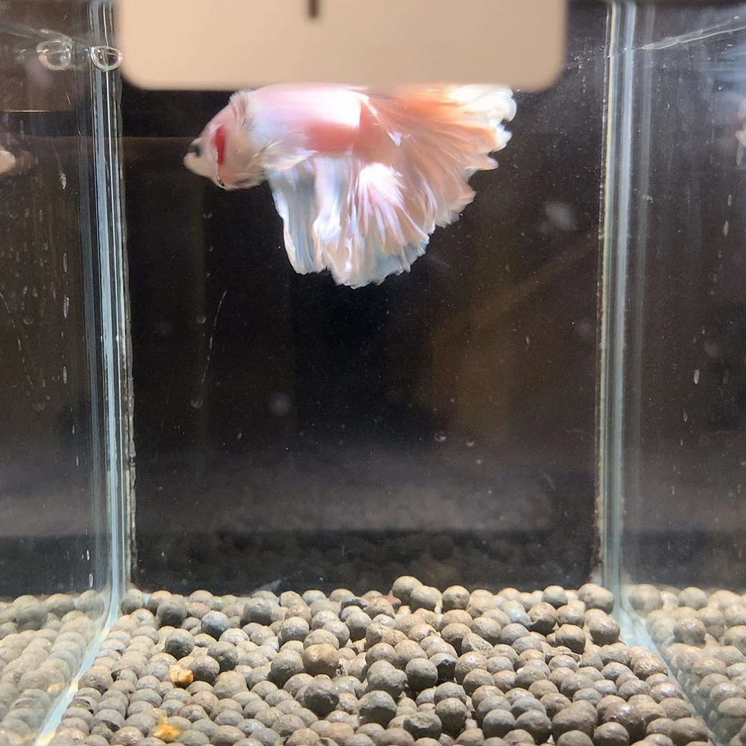 魚***妤海水鱼七弟泰国斗鱼1