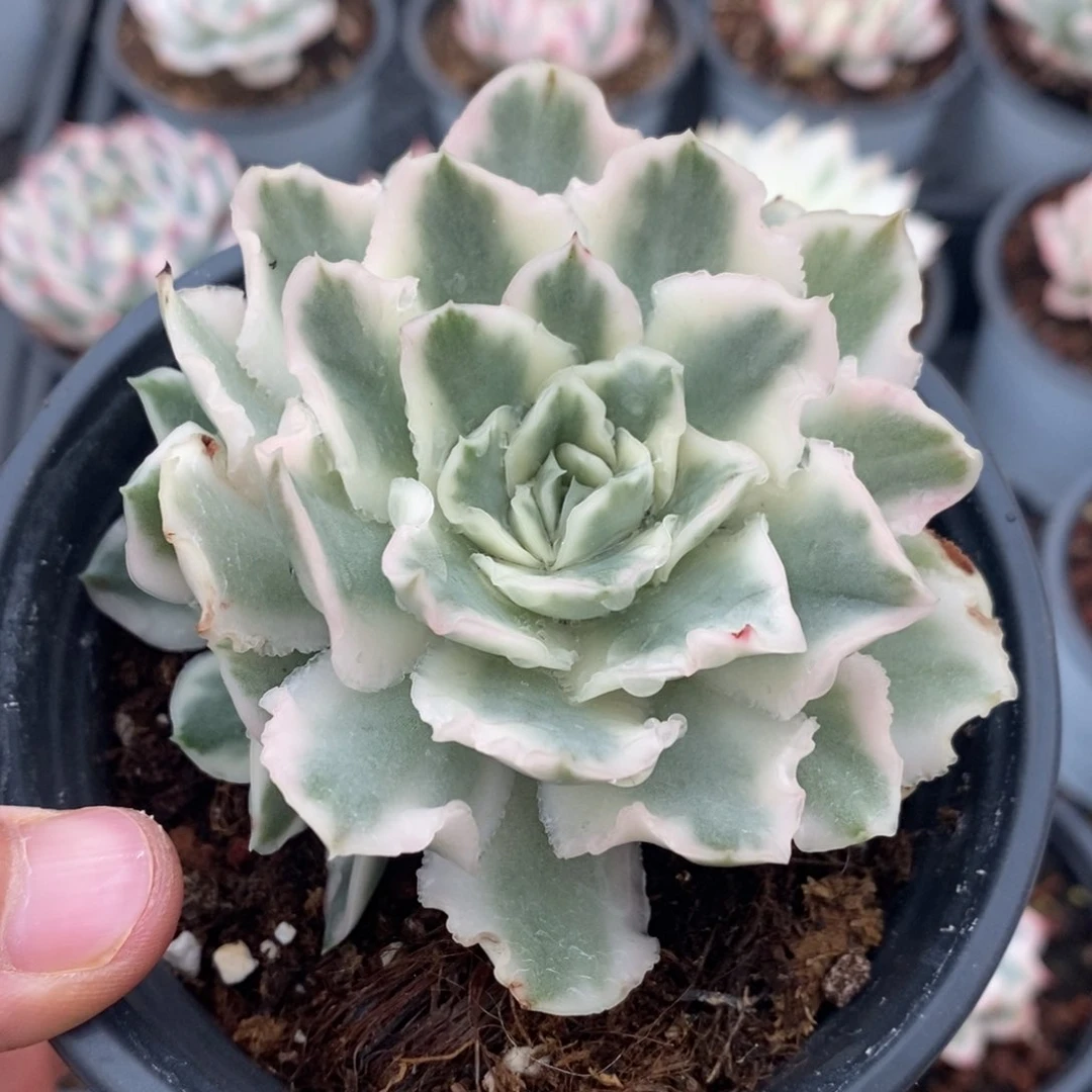 紫蝴蝶锦多肉植物