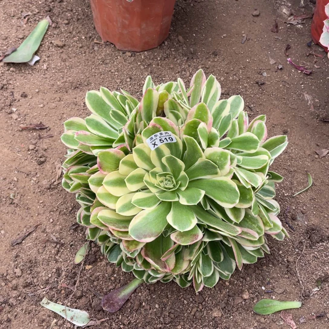 白凤多肉法师断枝不包