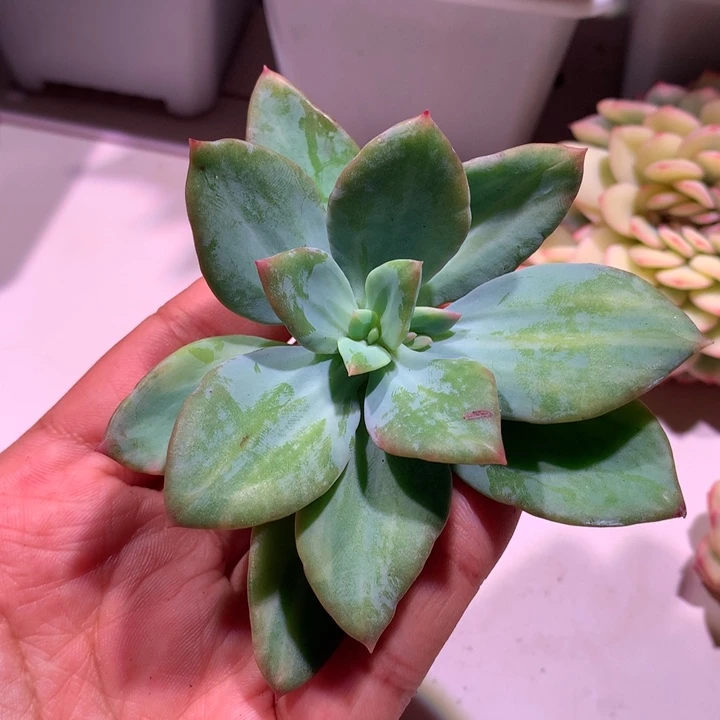 芒果美人拉丝锦头盖