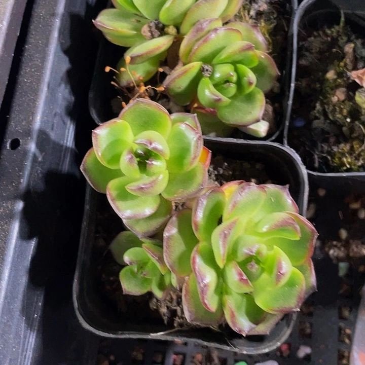 双头万宝龙带盆土发