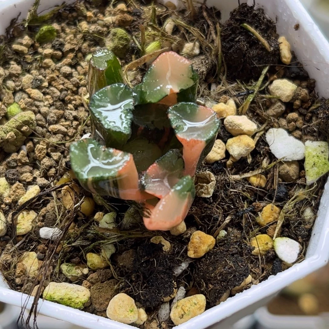 70蜘蛛之巢万象锦（根不好介意勿拍）福利专场