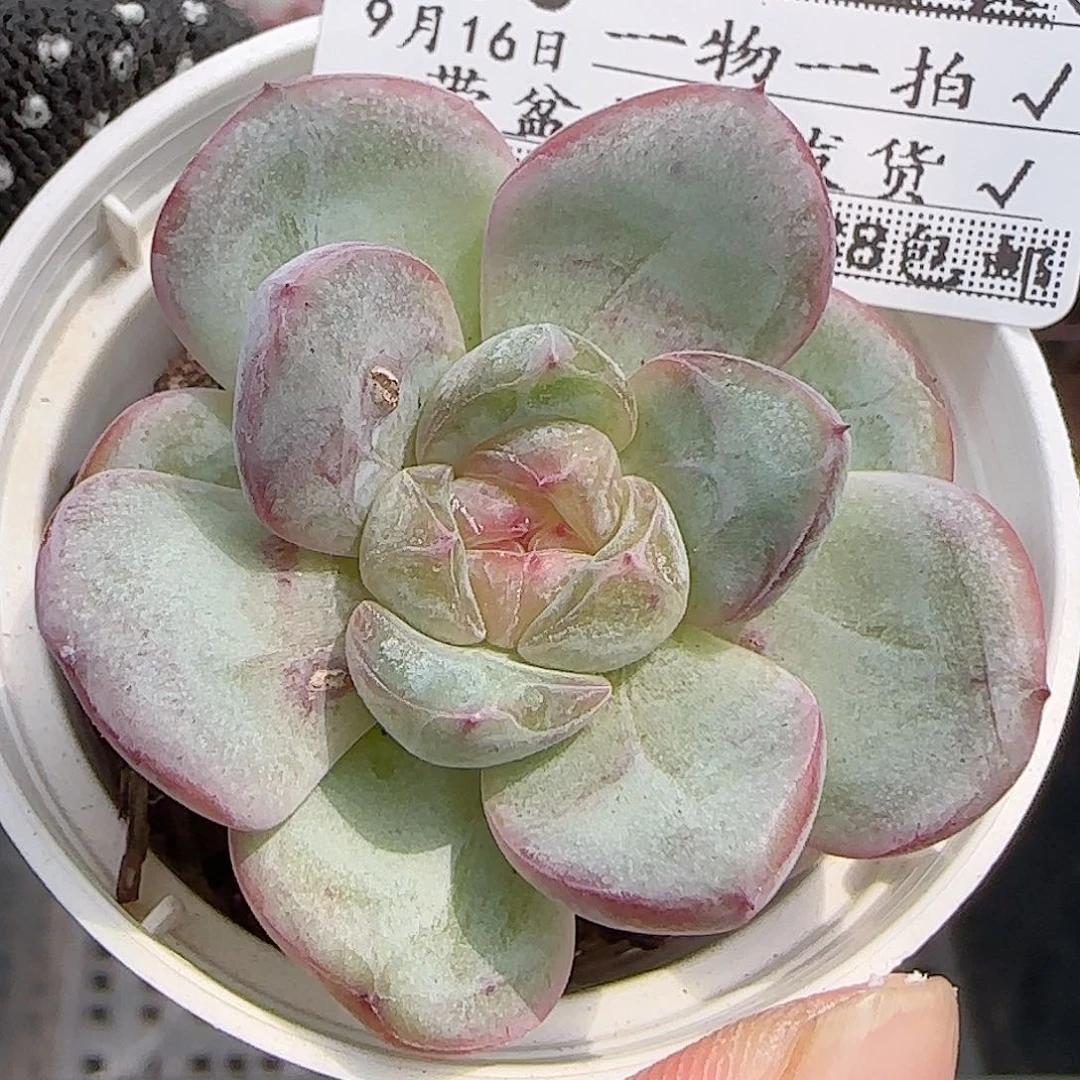 多肉0916-330星星珍妮