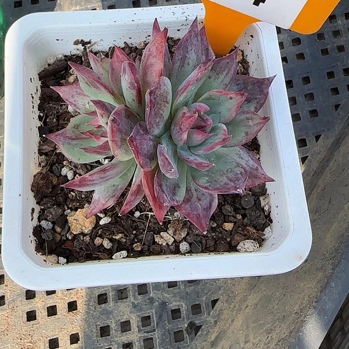 ****⁷84 惊鸿仙子多肉植物下播福利