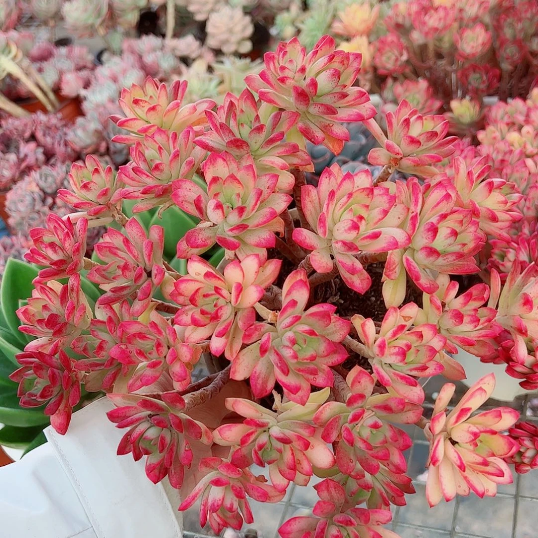 七彩云南叮当锦多头造型