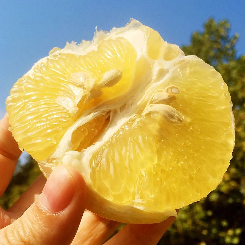 正宗当季新鲜水果孕妇水果福建黄金葡萄柚爆汁清甜产地现摘直发