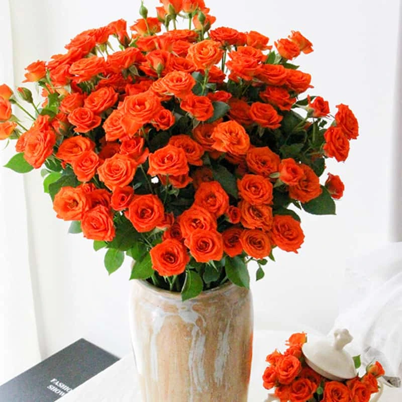 【云满花卉】【橙色芭比】多头玫瑰