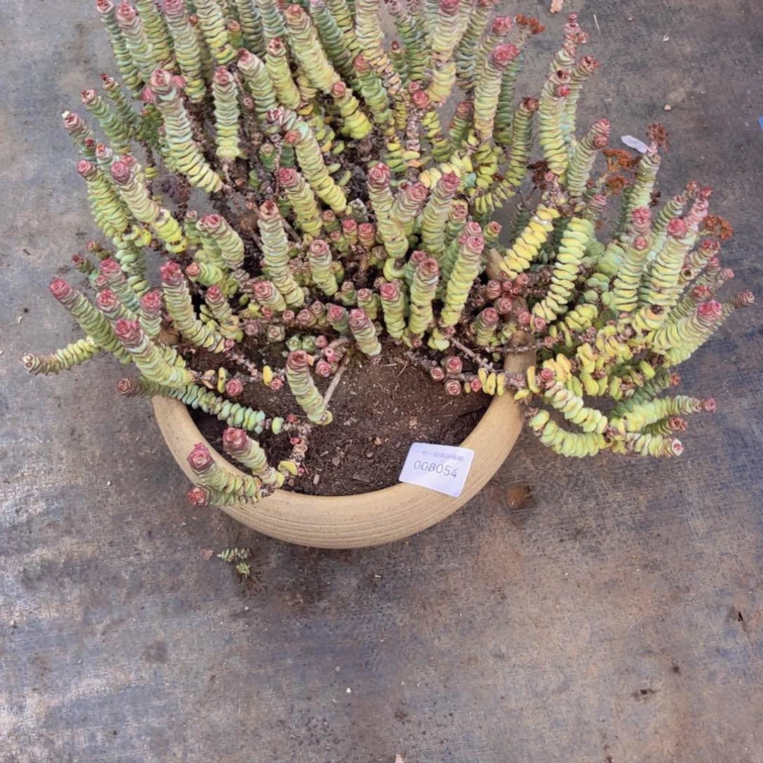 一****多肉一物一拍8054