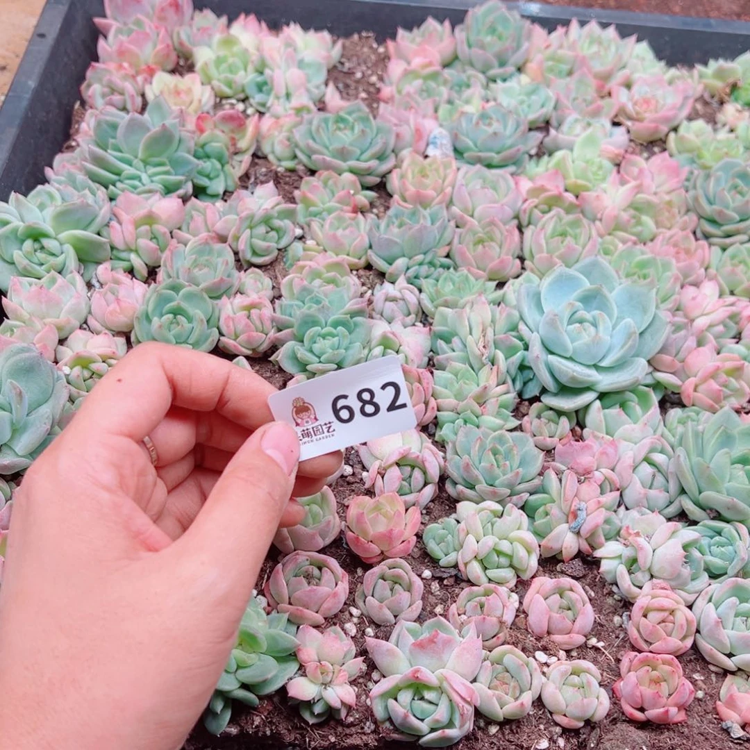 蔓***草多肉植物多肉植物