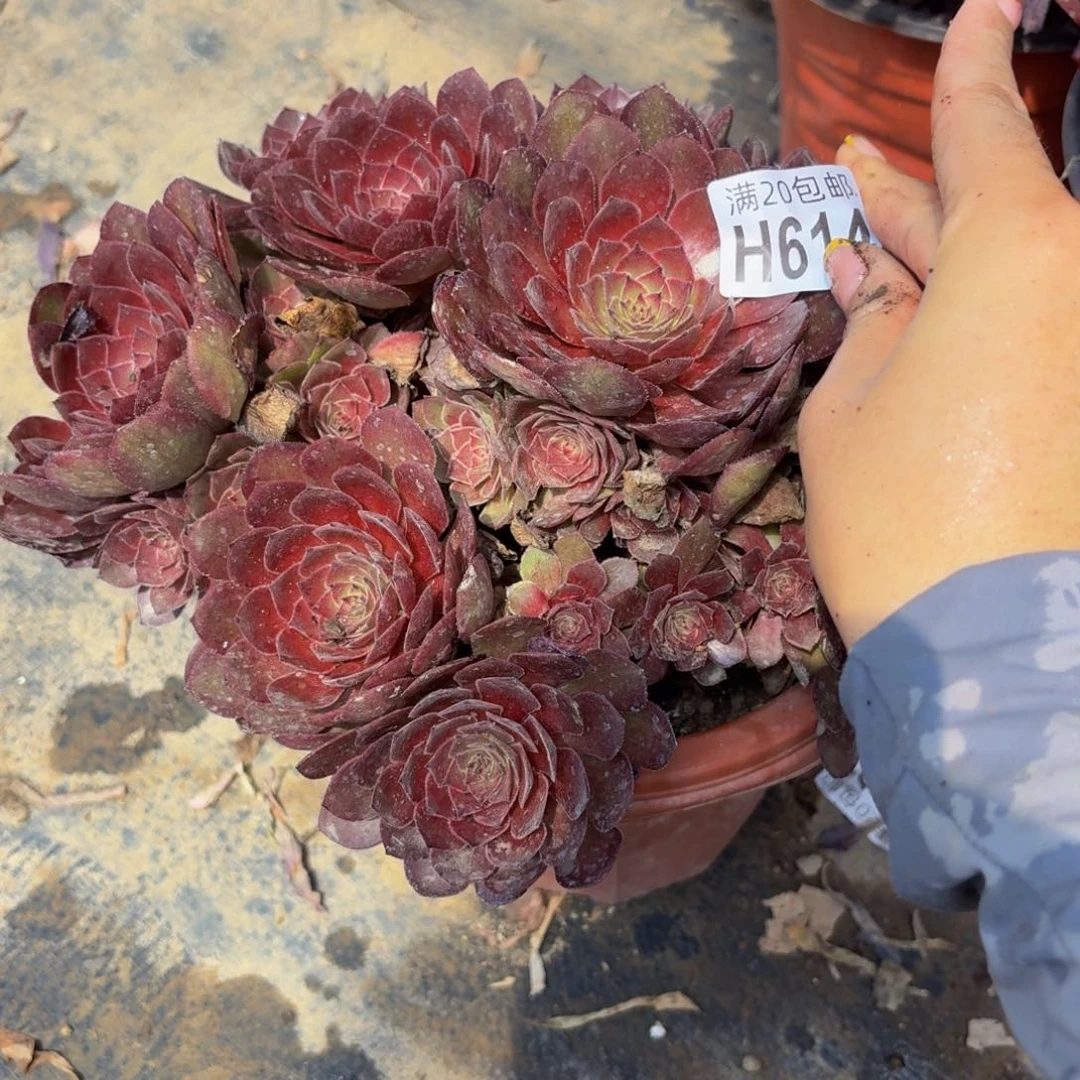 无花朵614多肉植物捧花的时候