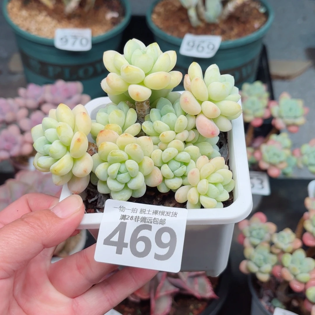 樱花罗绮无盆土发货