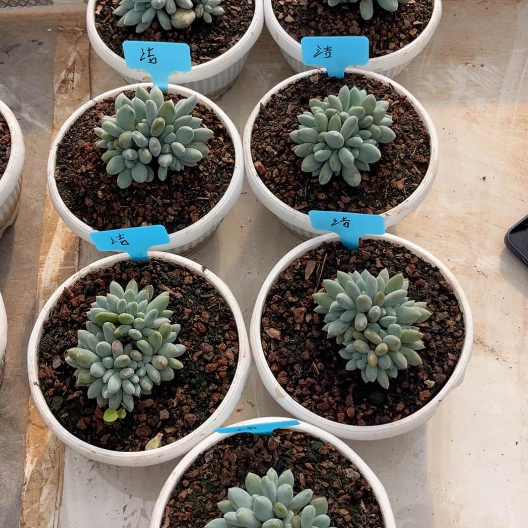 多肉植物多肉植物多肉