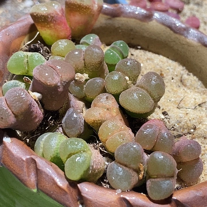 18572双头风铃一颗