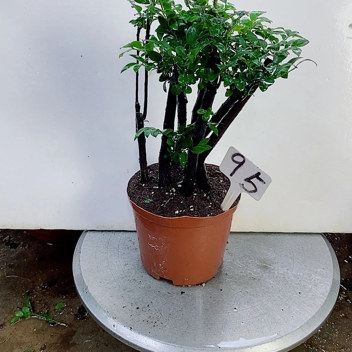 当前无花栽培后可以开花