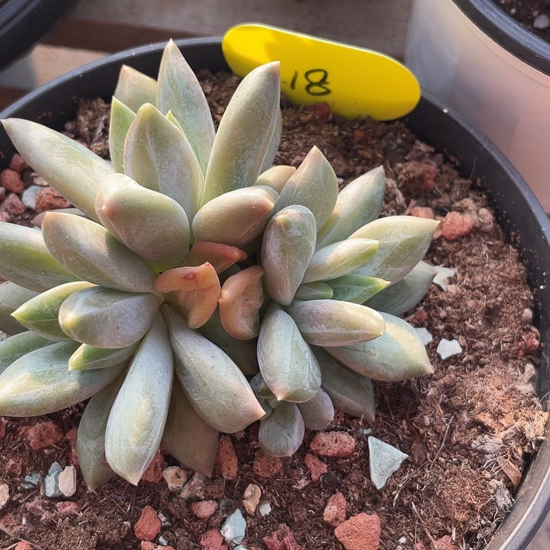 重楼群生多肉植物