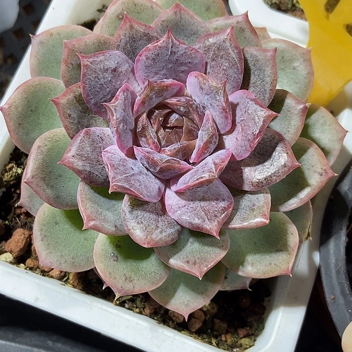 多肉植物至尊宝6127