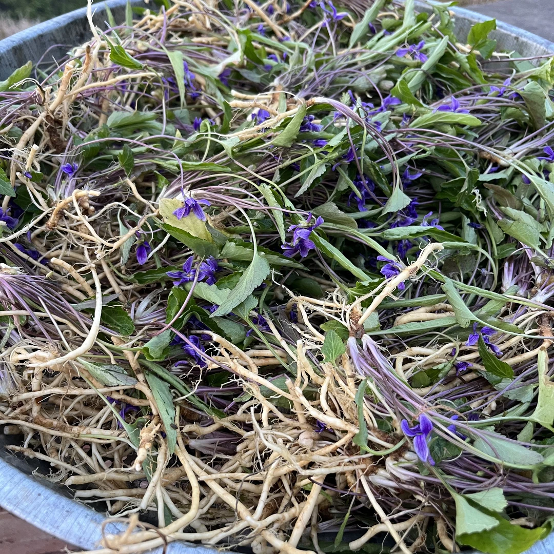 【紫花地丁】新鲜线挖四川山里宝贝