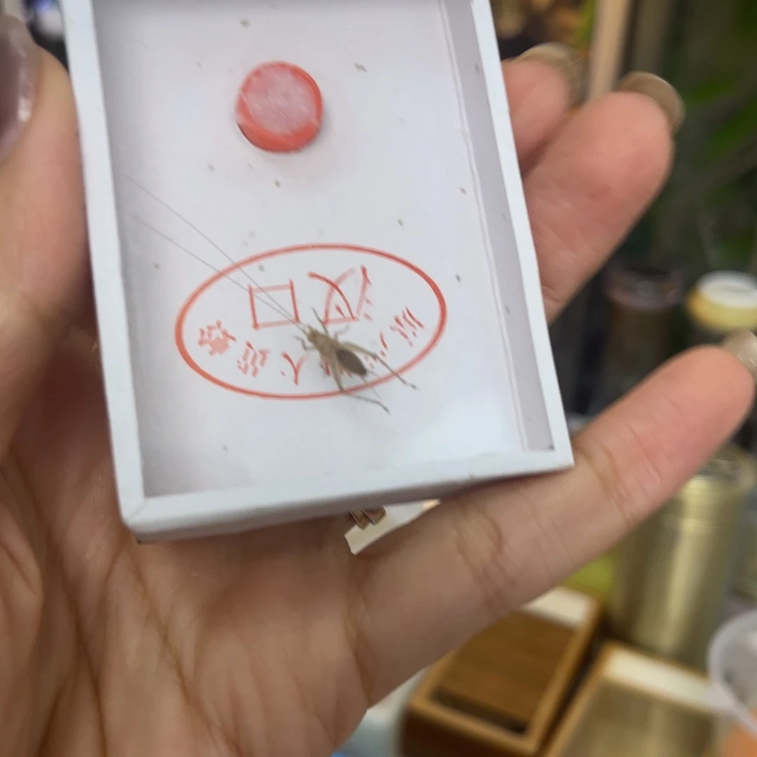 巍***期人工大黄蛉拍拍拍拍拍