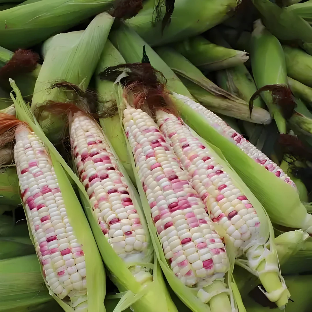 花糯玉米北京大兴种植无农残北京市
