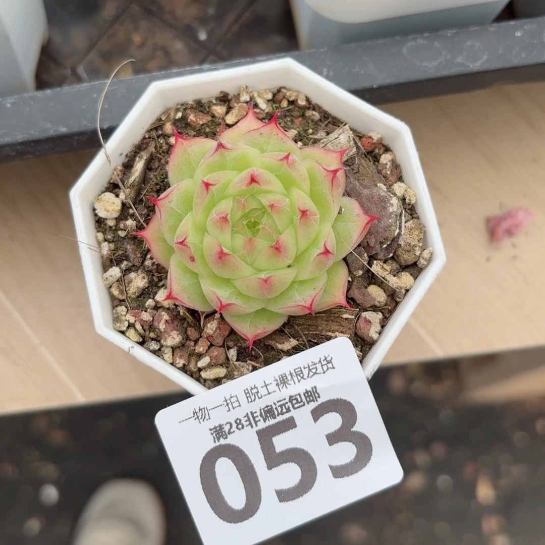 莲华单头无盆土发货