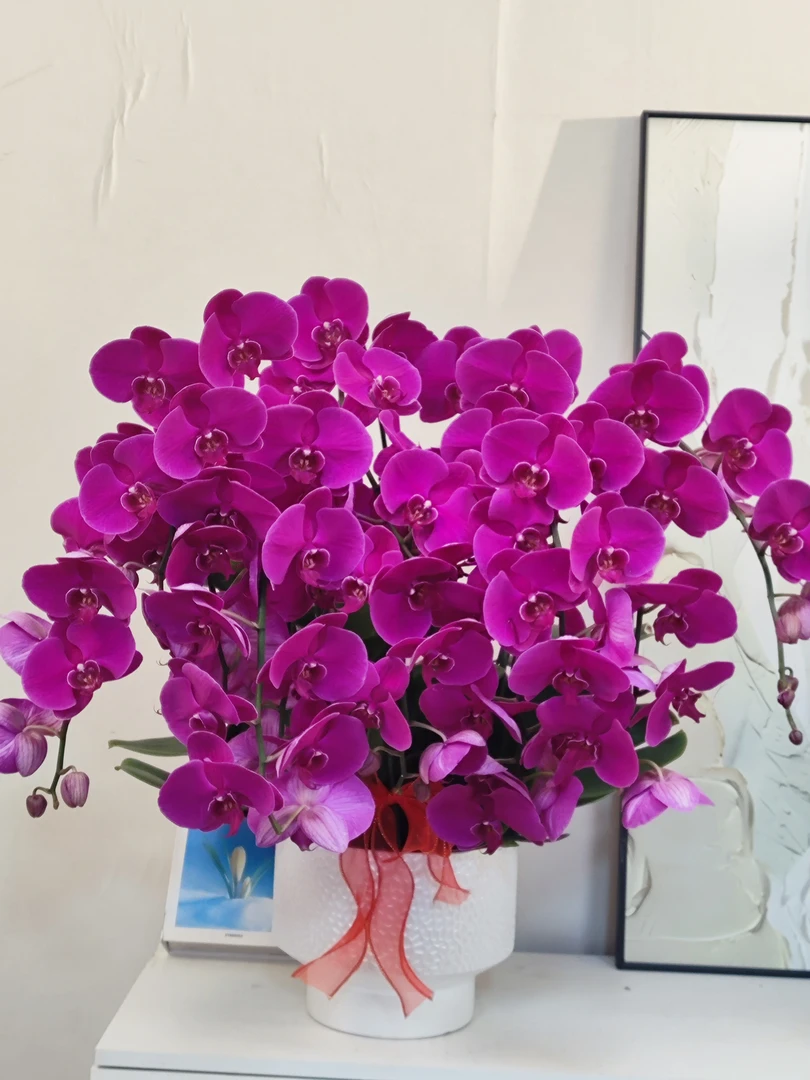 蝴蝶兰 【大辣椒】真花 送人送礼必备 结婚乔迁开业首选 多样性发货