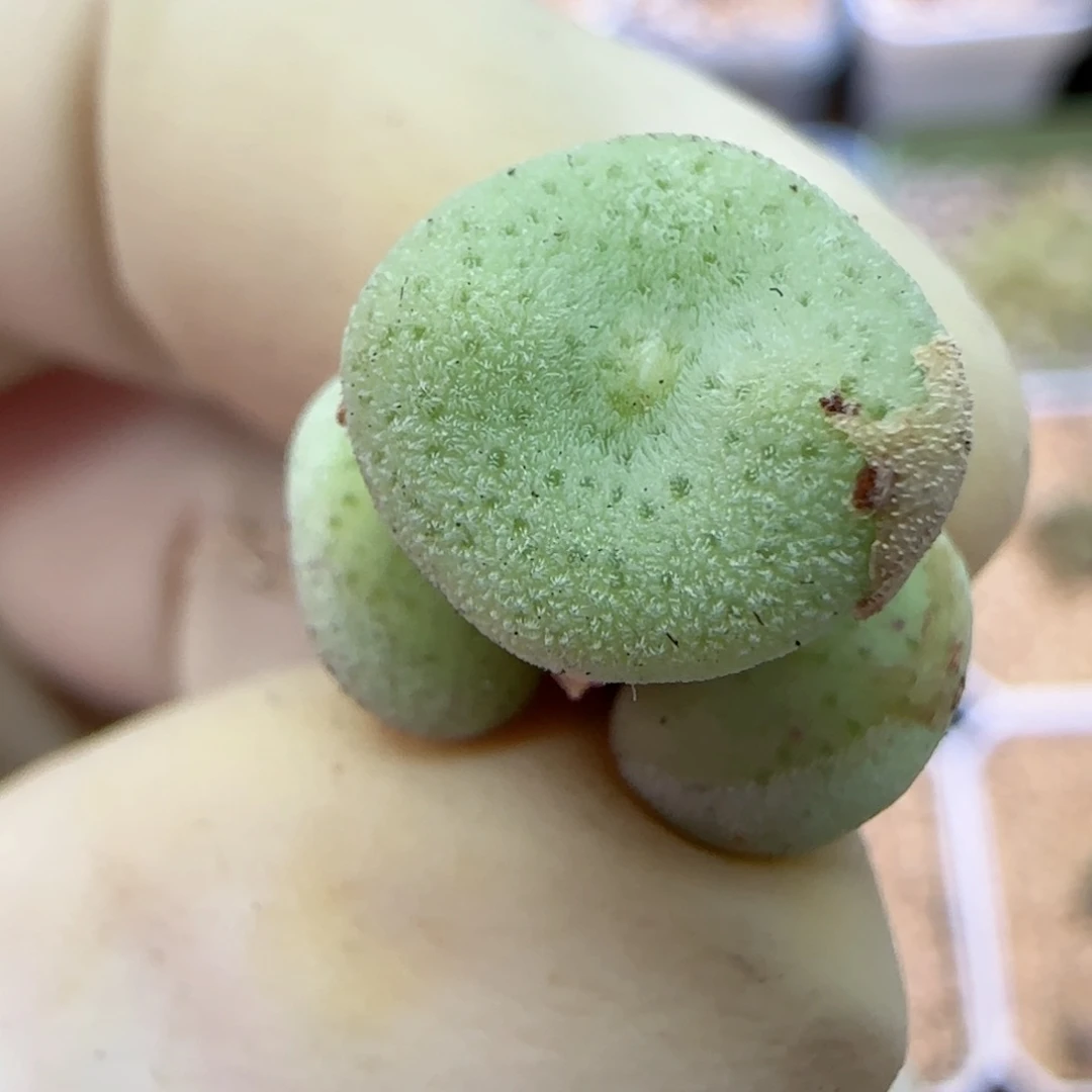 209毛饼子福利福利