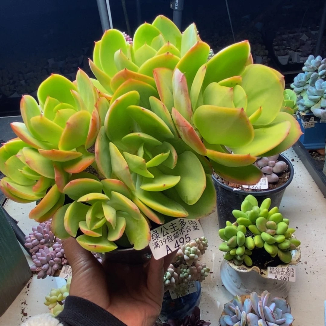 495碧桃多肉有砍17cm