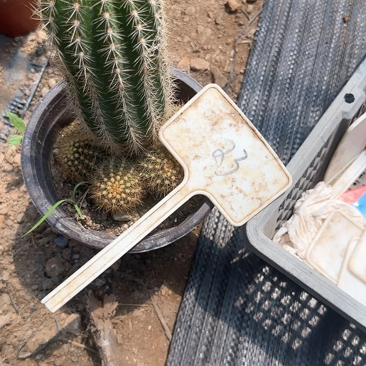 八***花23号安花柱实生的25