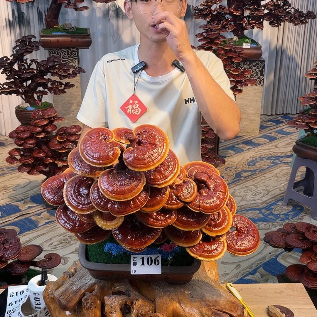 无花朵558888888888