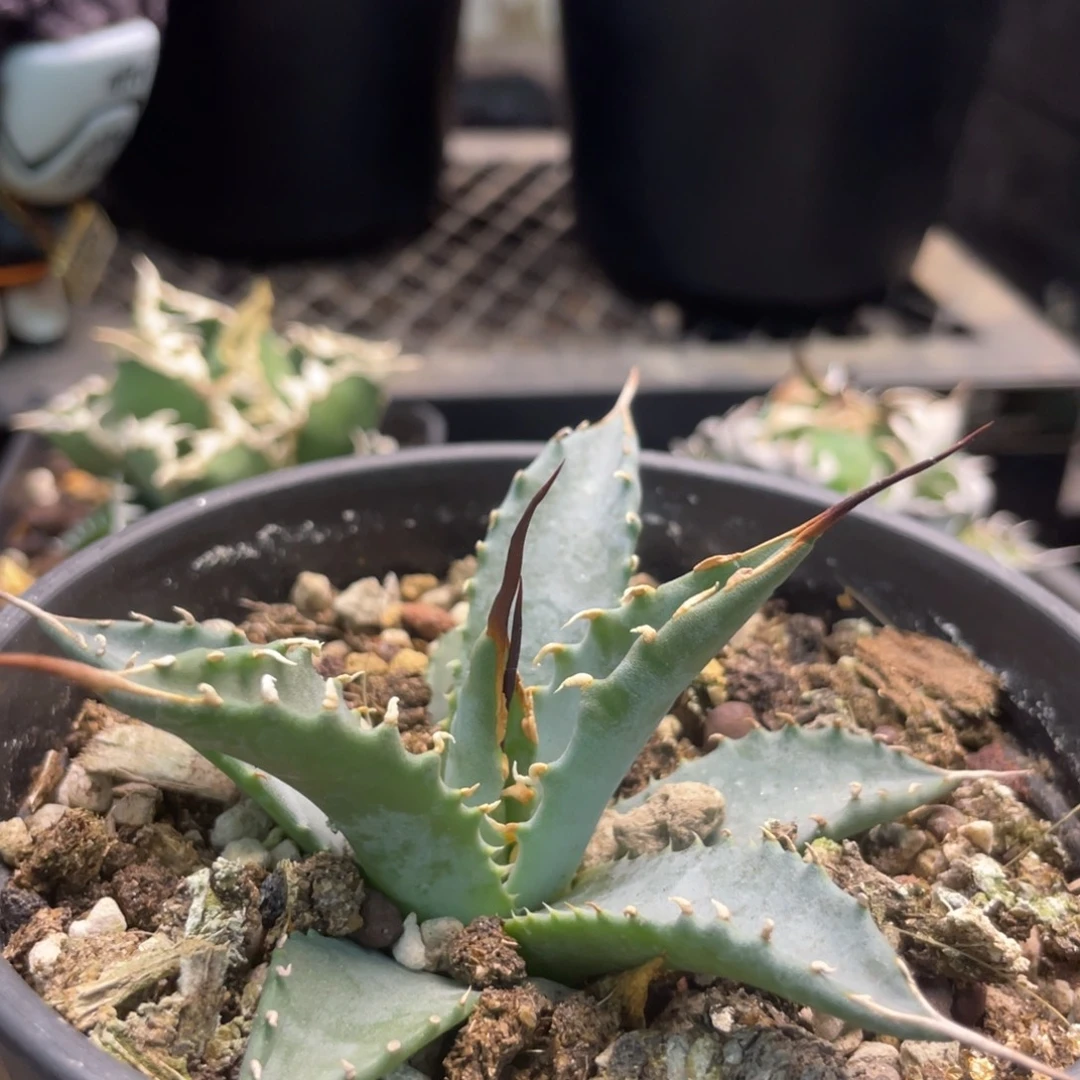 粗妖言88888888888