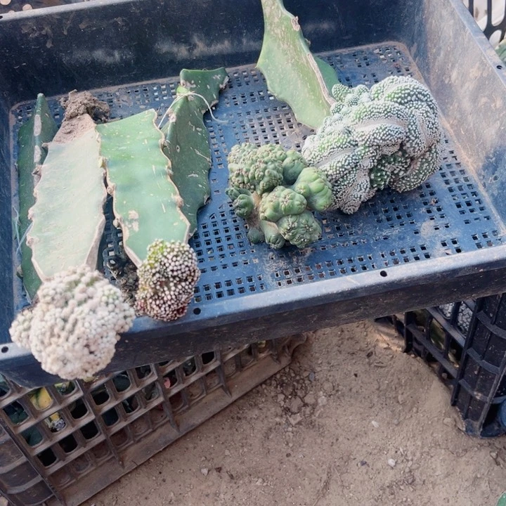 仙人球一筐开花球80