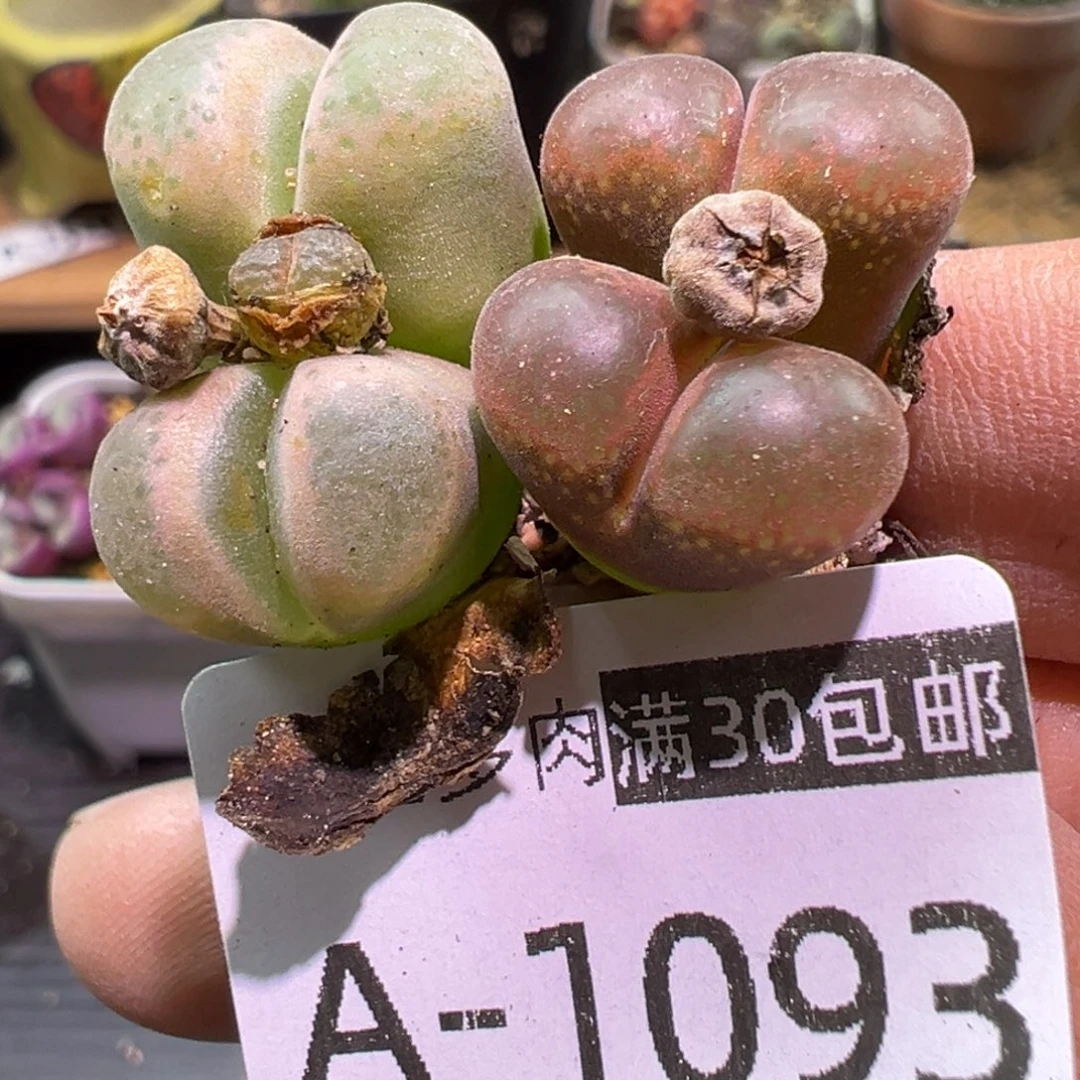 多肉植物111111111111