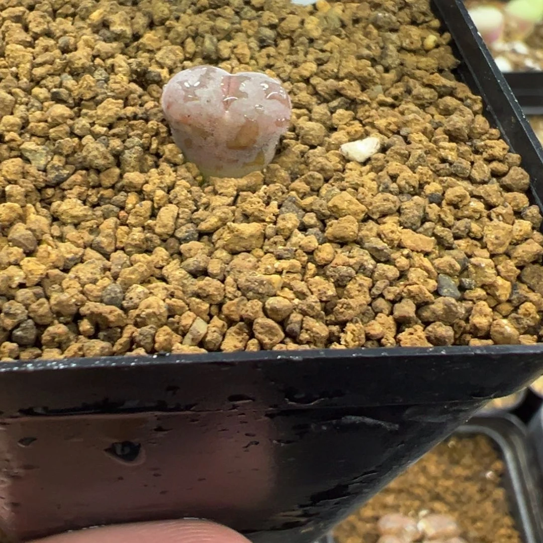 19-83白花c10风铃多肉