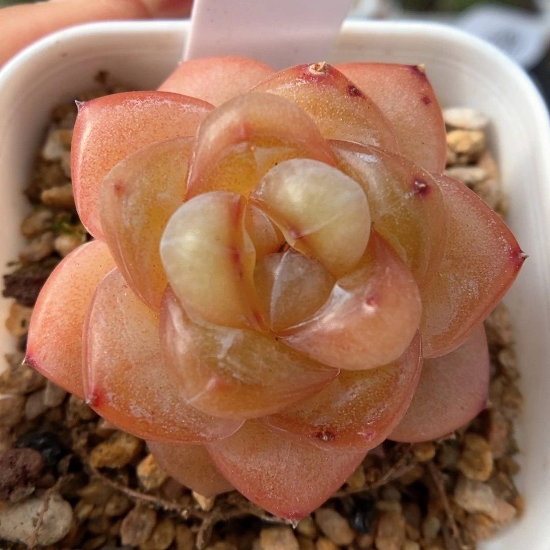 金雀可拍914号。