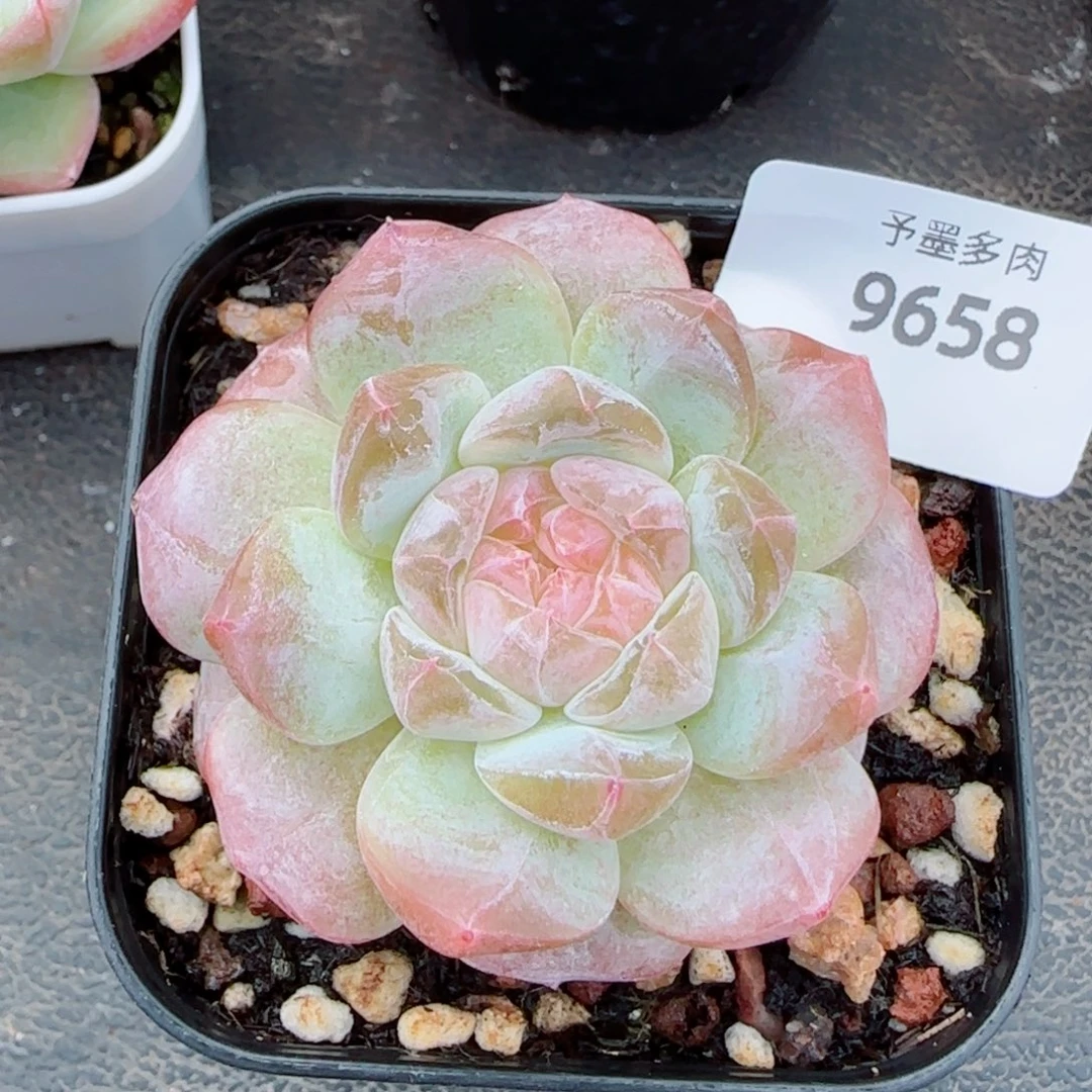 冰魄，9658多肉植物