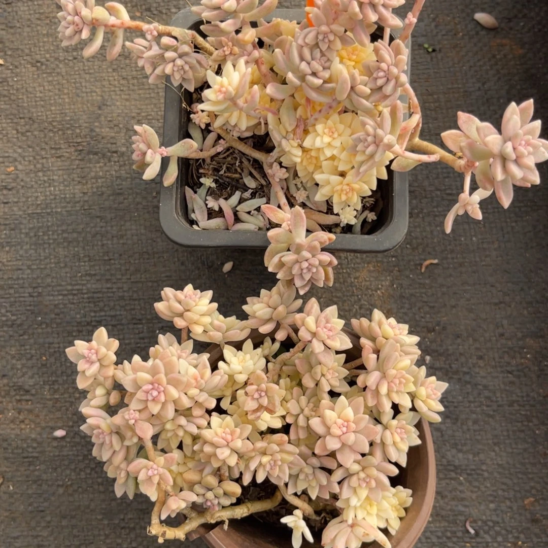 云尘多肉一物一拍920